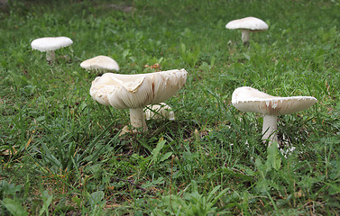 Image showing White mushrooms