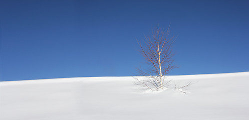 Image showing Tree in snow