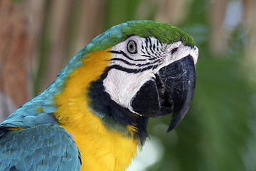 Image showing Colorful Macaw