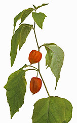 Image showing Physalis fruit