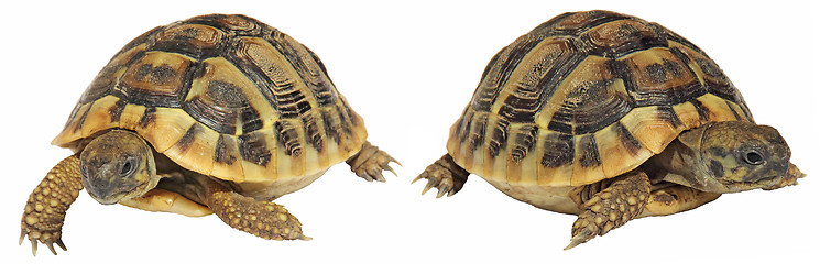 Image showing Turtles