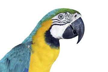 Image showing Colorful Macaw