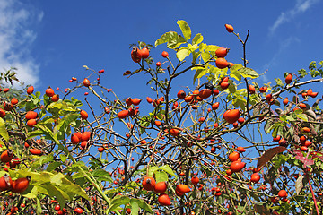 Image showing Eglantine