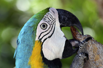 Image showing Colorful Macaw