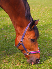 Image showing Horse