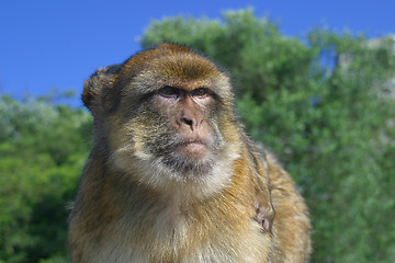 Image showing Monkey