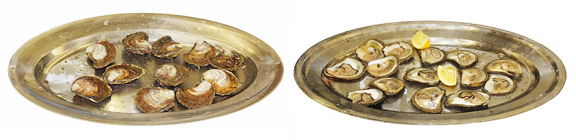 Image showing Oysters