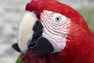 Image showing Red Macaw