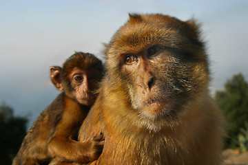 Image showing Monkey1