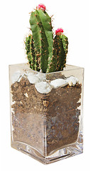 Image showing Cactus in vase