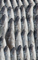 Image showing Sea fish