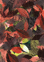 Image showing Leaves background