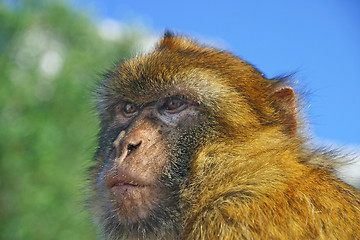 Image showing Monkey