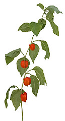 Image showing Physalis