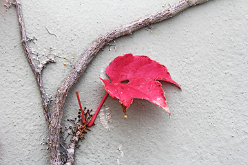 Image showing Autumn leaves