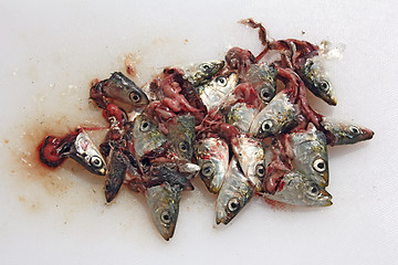 Image showing Heads sardines