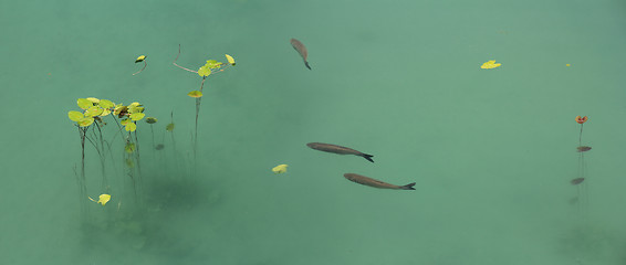 Image showing Fish and lotus 