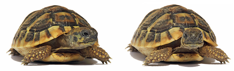 Image showing Turtles Tortoise