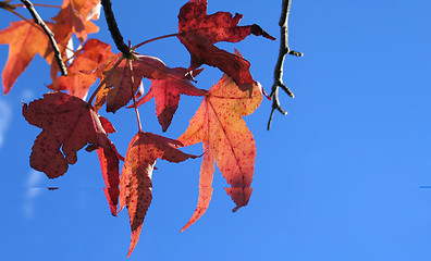 Image showing Leaves