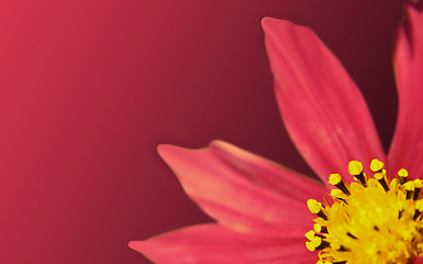 Image showing Pink flower