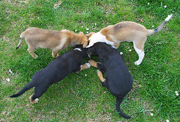 Image showing Four dogs