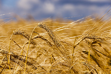 Image showing ripened cereals  