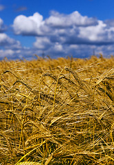 Image showing wheat field  