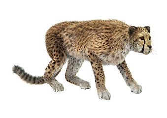 Image showing Cheetah