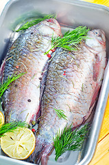 Image showing fresh carp