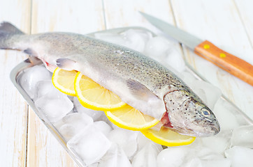 Image showing raw trout