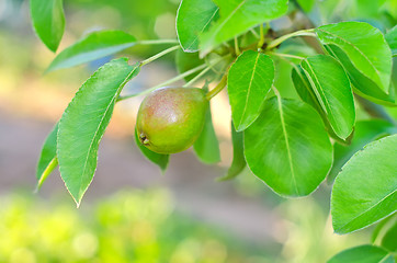 Image showing pear on tree