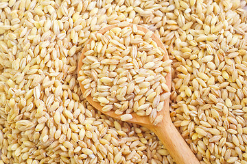 Image showing wheat