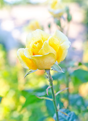 Image showing yellow rose