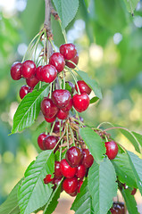 Image showing cherry on tree