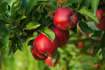 Image showing Michigan Apples