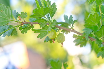 Image showing pear on tree