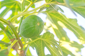 Image showing fig on tree