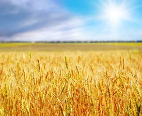 Image showing wheat and sky