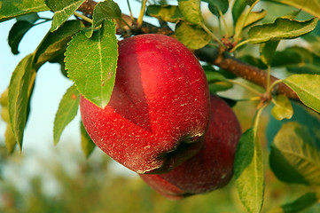 Image showing Michigan Apples