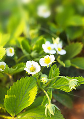 Image showing strawberry