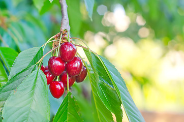 Image showing cherry on tree