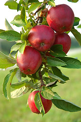 Image showing Michigan Apples