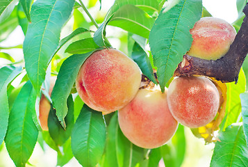 Image showing peach