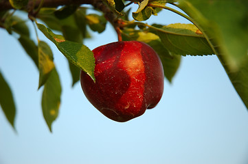 Image showing Apple