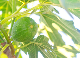 Image showing fig on tree