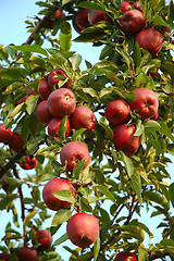 Image showing Michigan Apples