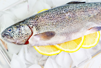 Image showing raw trout