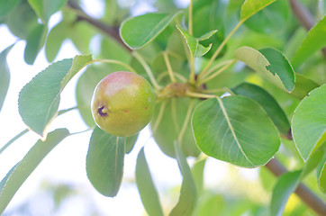 Image showing pear on tree