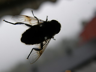 Image showing fly