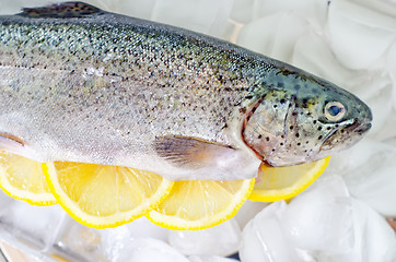Image showing raw trout